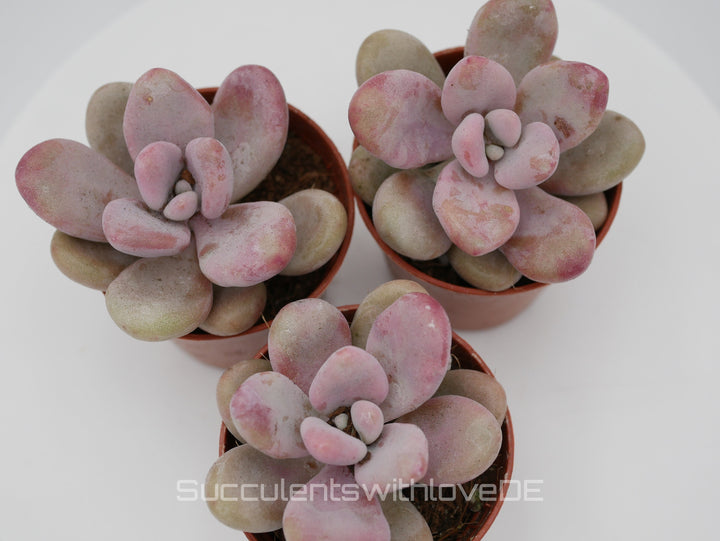 Pachyveria oviferum roseum "Pink moonstones" - seltene und schöne Sukkulente - Vermehrungsblatt oder Pflanze