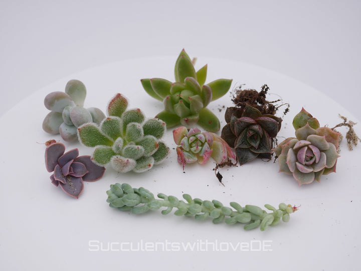 Sukkulenten Stecklinge | Mixpaket | Echeveria, Pachyveria, Crassula etc.