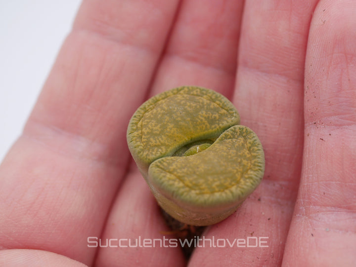 Lithops Living Stone | Lithops lesliei 'Albinica' als Doppelkopf