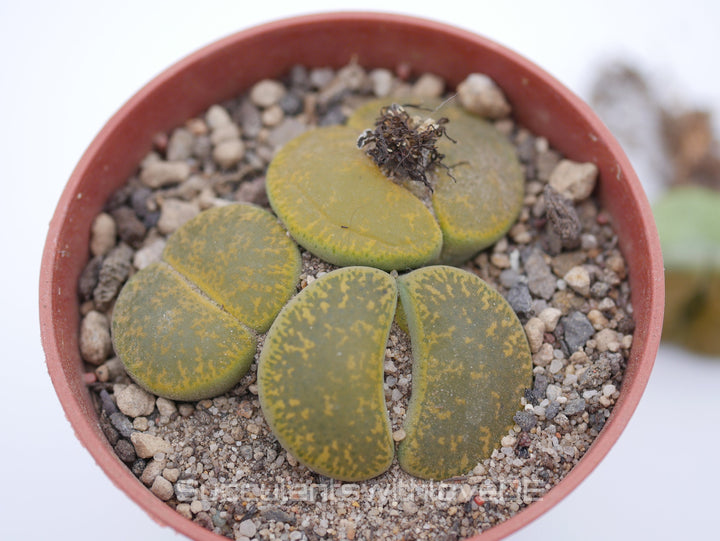 Lithops Living Stone | Lithops lesliei 'Albinica' als Doppelkopf