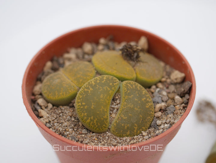 Lithops Living Stone | Lithops lesliei 'Albinica' als Doppelkopf