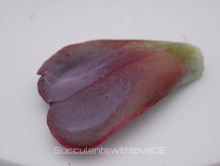 Echeveria 'Heart's Delight' - schöne und sehr seltene Sukkulente - Vermehrungsblatt oder Steckling * Korea Import *