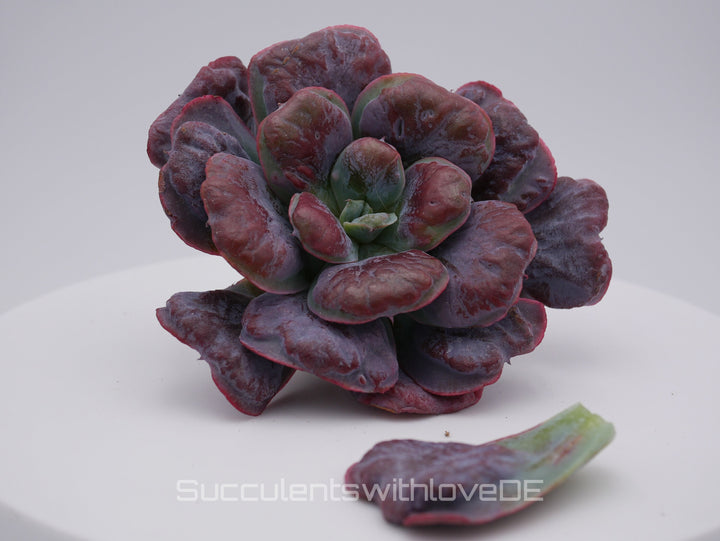 Echeveria 'Heart's Delight' - schöne und sehr seltene Sukkulente - Vermehrungsblatt oder Steckling * Korea Import *