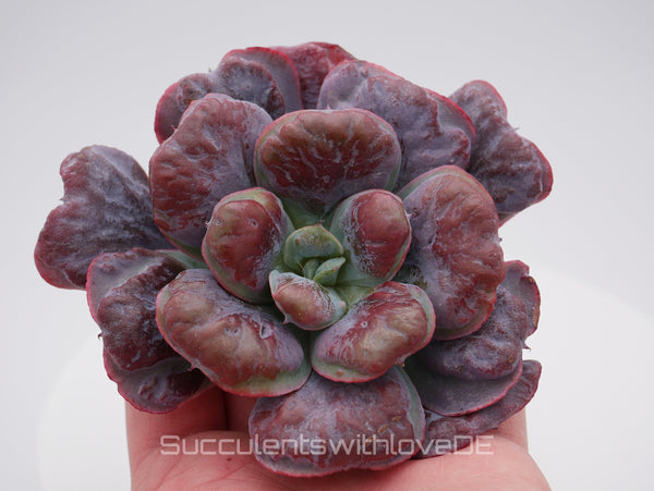 Echeveria 'Heart's Delight' - schöne und sehr seltene Sukkulente - Vermehrungsblatt oder Steckling * Korea Import *