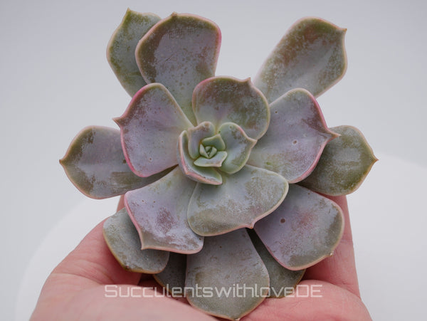 Graptoveria 'Demie Lune' - seltene und schöne Sukkulente - 1 x Vermehrungsblatt