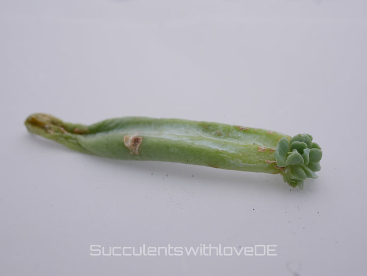Echeveria runyonii 'Topsy Turvy' - schöne und seltene Sukkulente - Vermehrungsblatt oder Pflanze