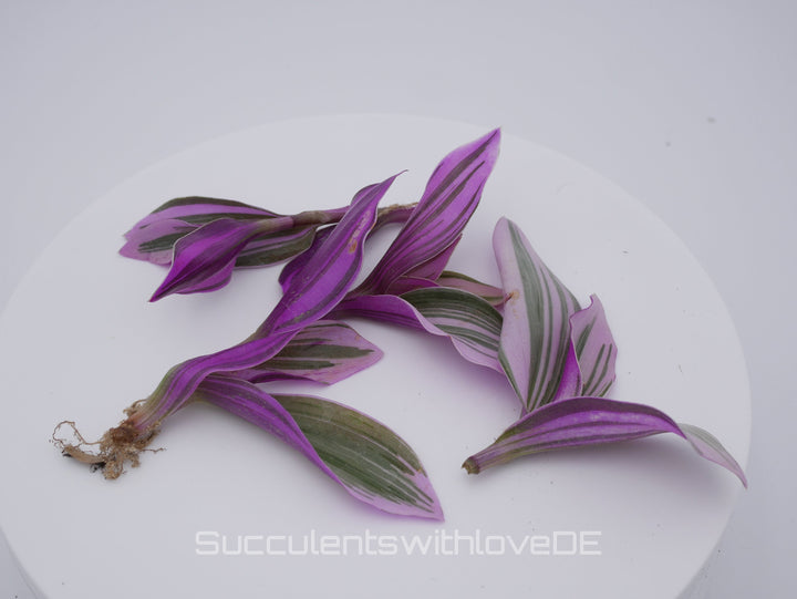 Tradescantia Albiflora ‘Nanouk’ - schöne Pflanze in grün, violett und weiß - Steckling und Pflanze