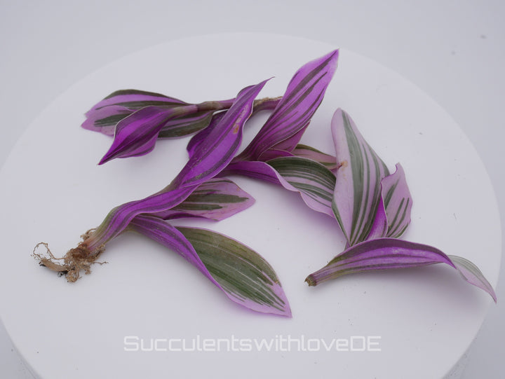 Tradescantia Albiflora ‘Nanouk’ - schöne Pflanze in grün, violett und weiß - Steckling und Pflanze