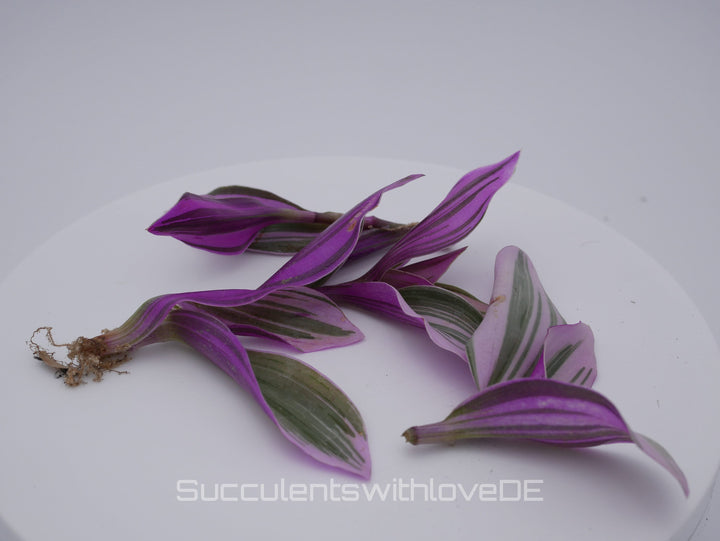 Tradescantia Albiflora ‘Nanouk’ - schöne Pflanze in grün, violett und weiß - Steckling und Pflanze