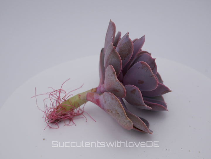 Echeveria 'Purple Pearl' - schöne Sukkulente - Vermehrungsblatt oder Pflanze