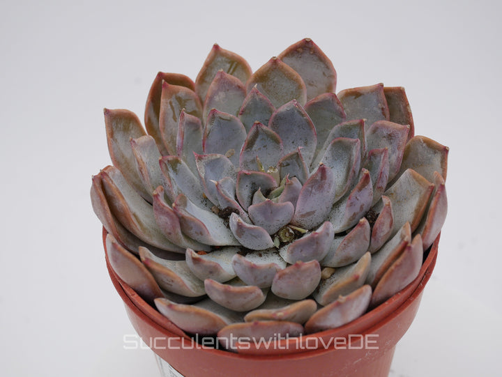 Echeveria 'Menina' - schöne und seltene Sukkulente - Vermehrungsblatt oder Pflanze