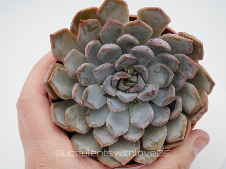 Echeveria 'Menina' - schöne und seltene Sukkulente - Vermehrungsblatt oder Pflanze