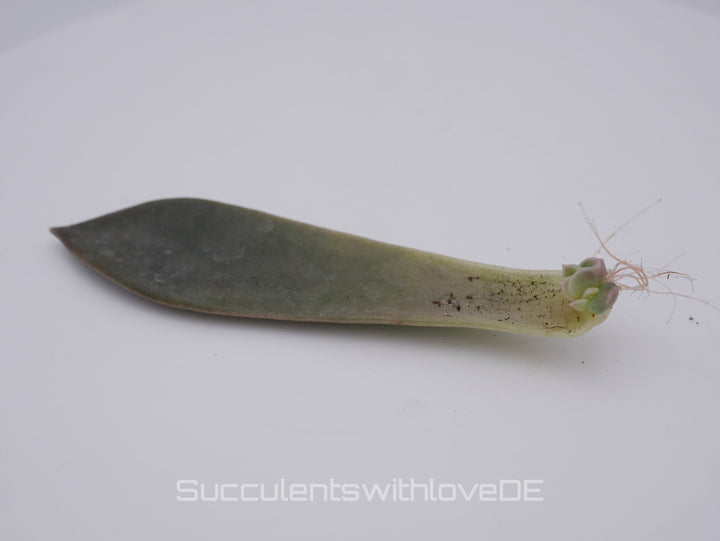 Echeveria 'Serrana' - schöne und seltene Sukkulente - Vermehrungsblatt oder Pflanze