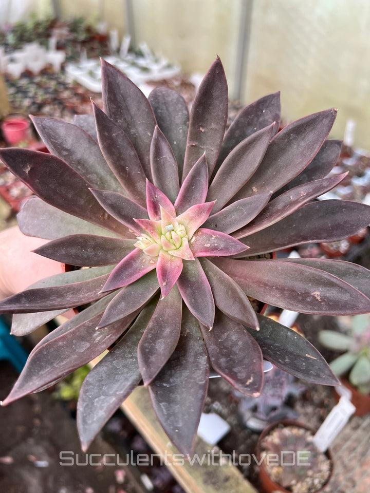 Echeveria 'Serrana' - schöne und seltene Sukkulente - Vermehrungsblatt oder Pflanze