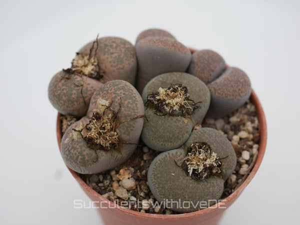 Lithops terricolor | Lithops Living Stone