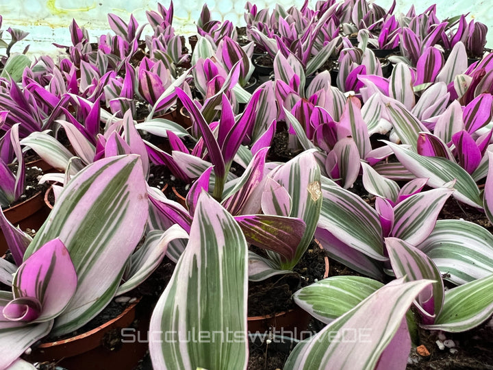 Tradescantia Albiflora ‘Nanouk’ - schöne Pflanze in grün, violett und weiß - Steckling und Pflanze