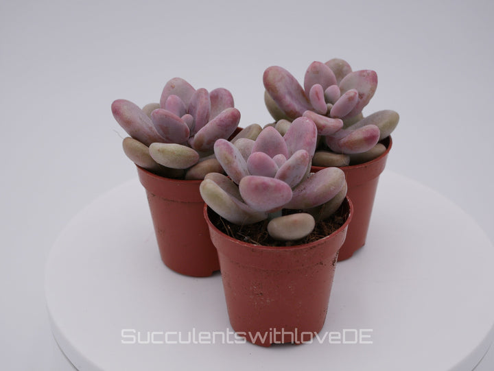 Pachyveria oviferum roseum "Pink moonstones" - seltene und schöne Sukkulente - Vermehrungsblatt oder Pflanze