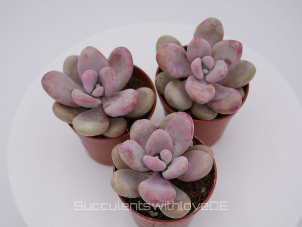 Pachyveria oviferum roseum "Pink moonstones" - seltene und schöne Sukkulente - Vermehrungsblatt oder Pflanze