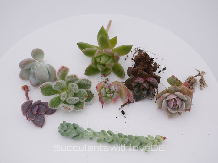 Sukkulenten Stecklinge | Mixpaket | Echeveria, Pachyveria, Crassula etc.