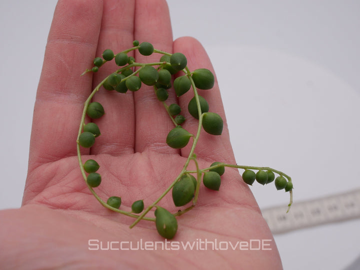 Senecio Rowleyanus (Erbsenpflanze) - 2 x Stecklinge