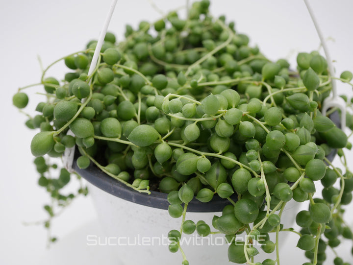 Senecio Rowleyanus (Erbsenpflanze) - 2 x Stecklinge