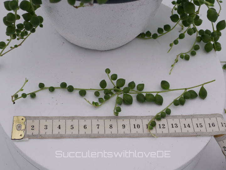 Senecio Rowleyanus (Erbsenpflanze) - 2 x Stecklinge
