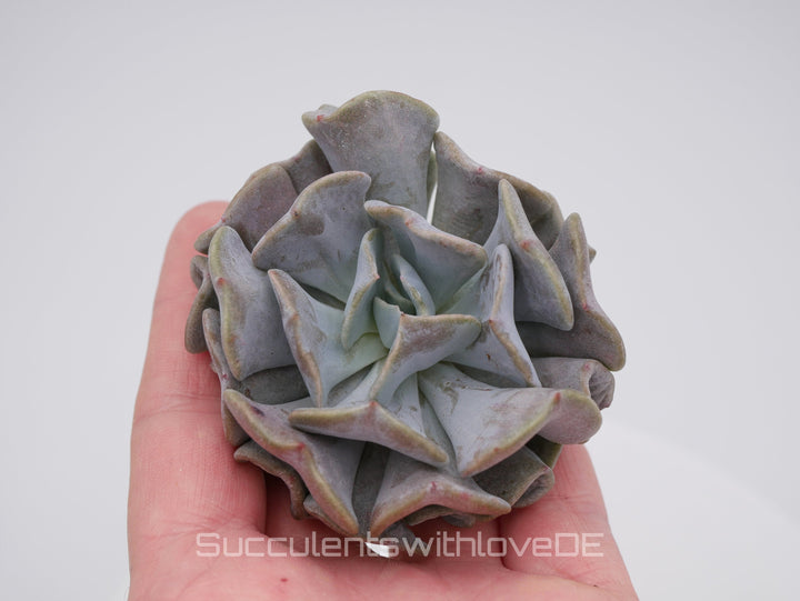Echeveria 'Cubic Frost' - seltene und schöne Sukkulente - Vermehrungsblatt oder Pflanze