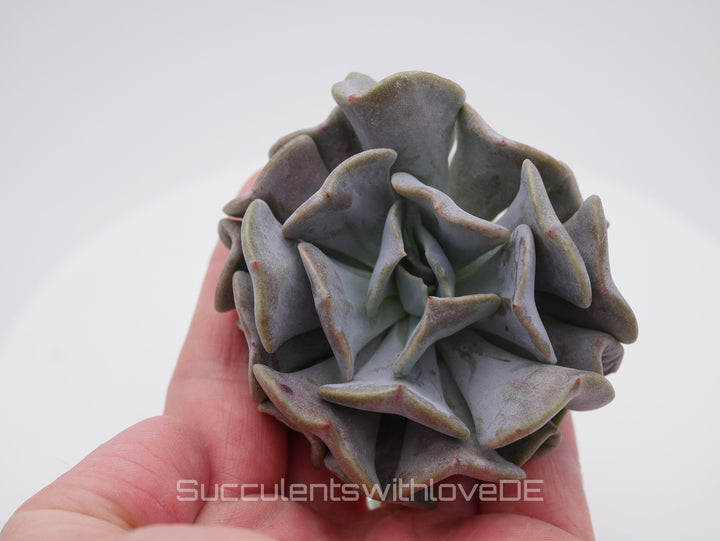 Echeveria 'Cubic Frost' - seltene und schöne Sukkulente - Vermehrungsblatt oder Pflanze