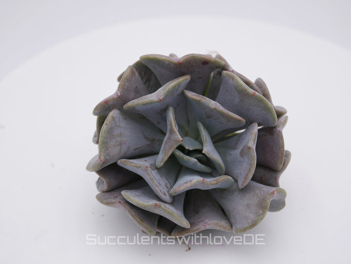 Echeveria 'Cubic Frost' - seltene und schöne Sukkulente - Vermehrungsblatt oder Pflanze