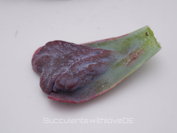 Echeveria 'Heart's Delight' - schöne und sehr seltene Sukkulente - Vermehrungsblatt oder Steckling * Korea Import *