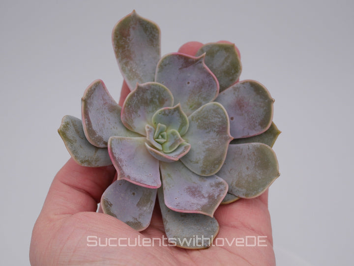 Graptoveria 'Demie Lune' - seltene und schöne Sukkulente - 1 x Vermehrungsblatt