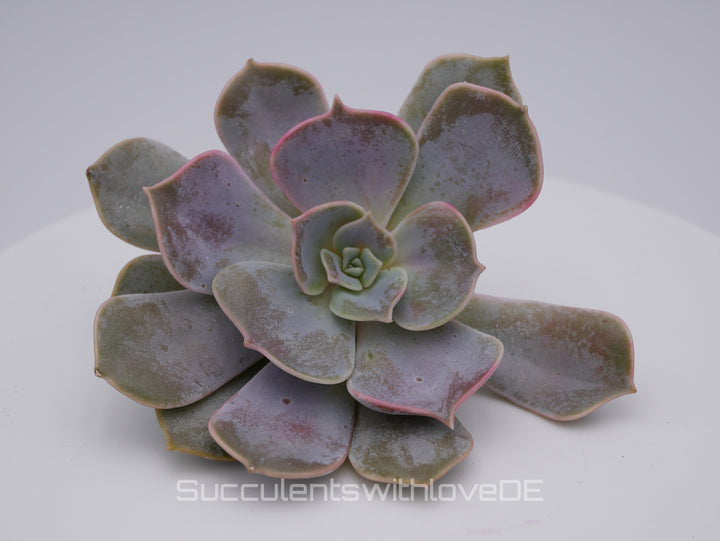 Graptoveria 'Demie Lune' - seltene und schöne Sukkulente - 1 x Vermehrungsblatt