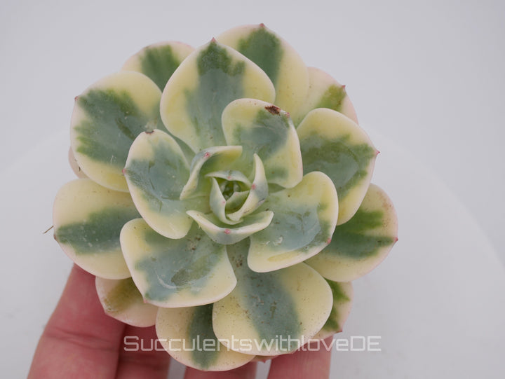 Echeveria 'Compton Carousel' / 'Leonore Dean' - schöne und seltene Sukkulente - gelb grün - Vermehrungsblatt oder Pflanze