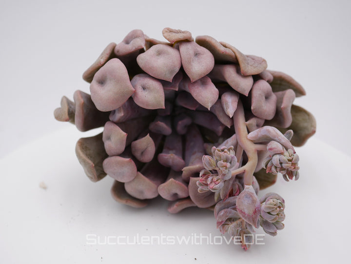 Echeveria 'Lilac spoon' - schöne und seltene Sukkulente - lila Sukkulente - Vermehrungsblatt oder Pflanze