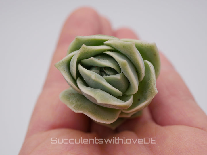 x Graptoveria Echeveria 'Lovely Rose' - schöne und seltene Sukkulente - grüne Sukkulente - Vermehrungsblatt oder Pflanze