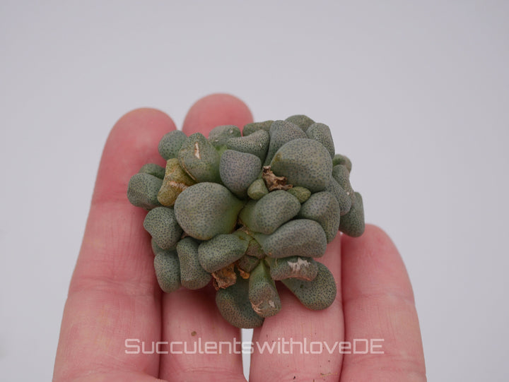 Aloinopsis schooneesii | Mesembs | schöne Sukkulente aus Südafrika