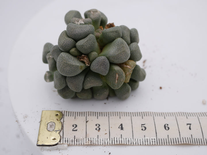 Aloinopsis schooneesii | Mesembs | schöne Sukkulente aus Südafrika