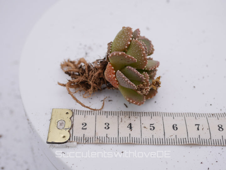 Aloinopsis malherbei | Mesembs | schöne Sukkulente aus Südafrika