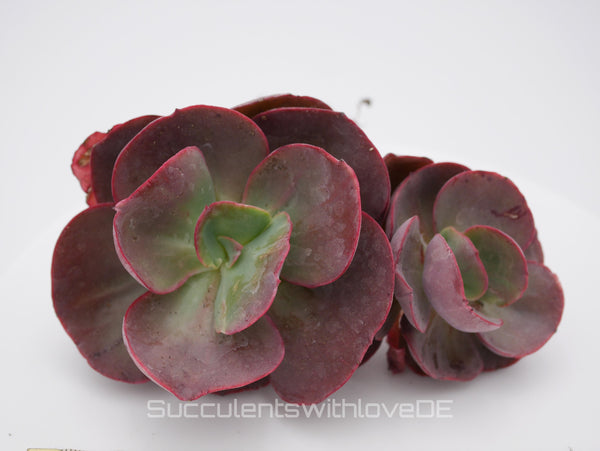 Echeveria 'Big red' - seltene und schöne Sukkulente - Vermehrungsblatt oder Pflanze