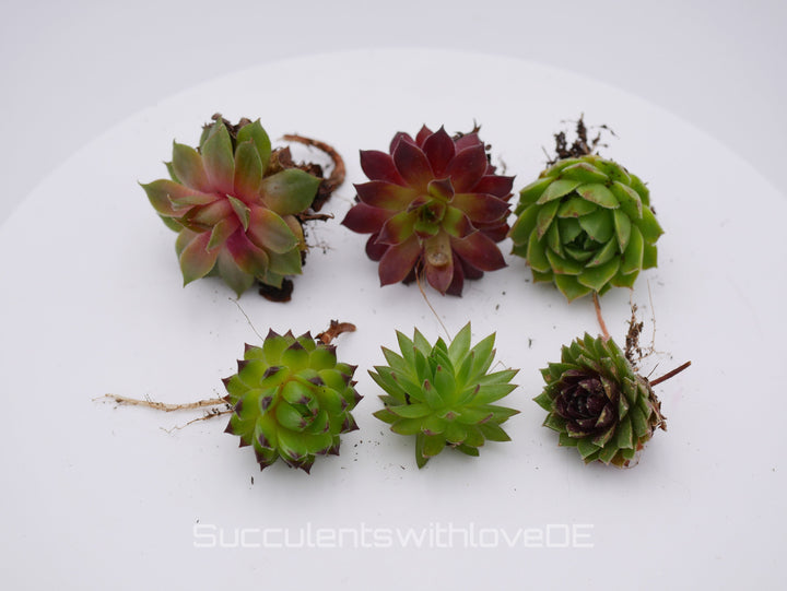 Sempervivum Steinrose Hauswurz Dachwurz | Mixpaket aus 6 oder 10 verschiedenen Sempervivum | schöne und farbige Sorten