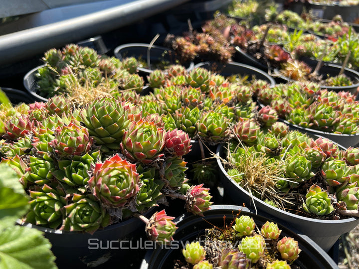 Sempervivum Steinrose Hauswurz Dachwurz | Mixpaket aus 6 oder 10 verschiedenen Sempervivum | schöne und farbige Sorten