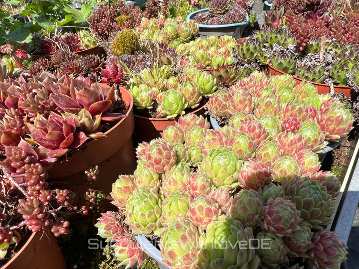 Sempervivum Steinrose Hauswurz Dachwurz | Mixpaket aus 6 oder 10 verschiedenen Sempervivum | schöne und farbige Sorten