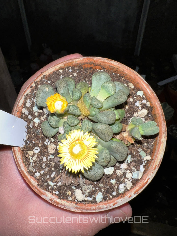 Aloinopsis schooneesii | Mesembs | schöne Sukkulente aus Südafrika