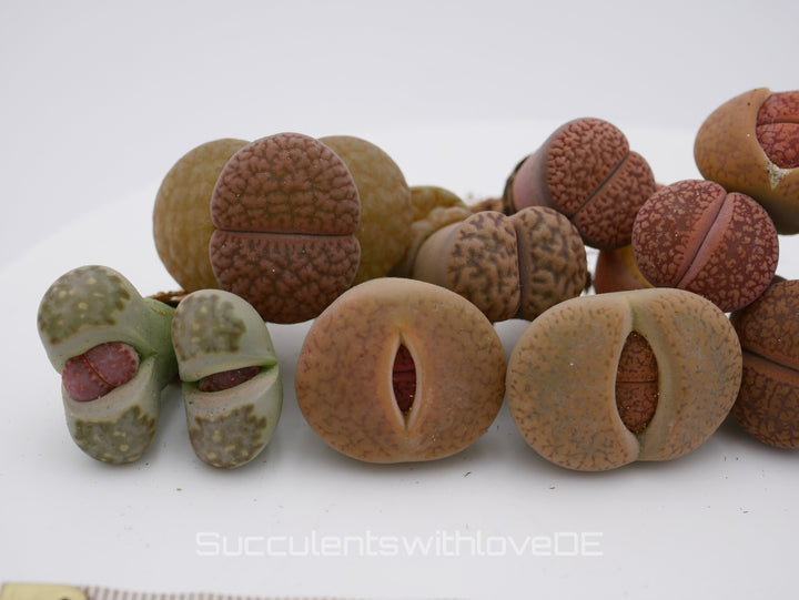 Lebende Steinpflanzen | Lithops Living Stone Sukkulenten | schöne farbige lebende Steine | SALE | medium