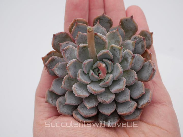 Echeveria 'cuspidata pink' - schöne und seltene Sukkulente - pinke Echeveria - Vermehrungsblatt oder Pflanze