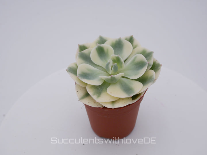 Echeveria 'Compton Carousel' / 'Leonore Dean' - schöne und seltene Sukkulente - gelb grün - Vermehrungsblatt oder Pflanze