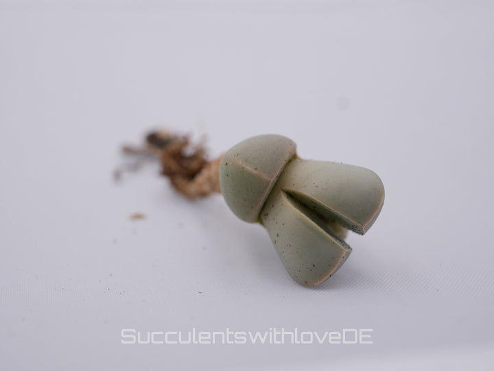 Lapidaria margaretae | Split Rock Living Stone Succulents | verschiedene Größen