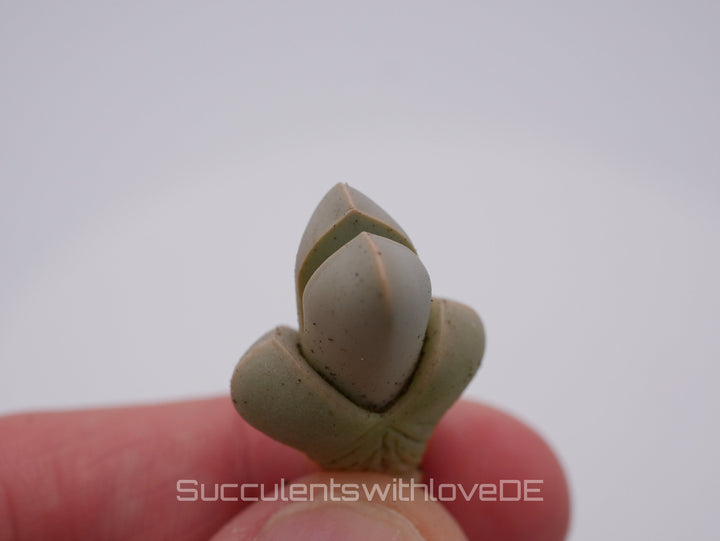 Lapidaria margaretae | Split Rock Living Stone Succulents | verschiedene Größen