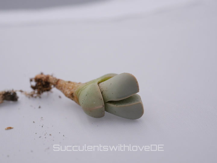 Lapidaria margaretae | Split Rock Living Stone Succulents | verschiedene Größen