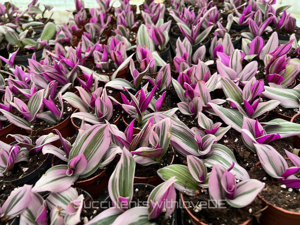 Tradescantia albiflora Nanouk con hojas a rayas verdes, violetas y blancas